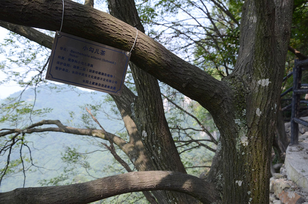 湖北：清江方山绝壁现罕见百岁古树“小勾儿茶王”